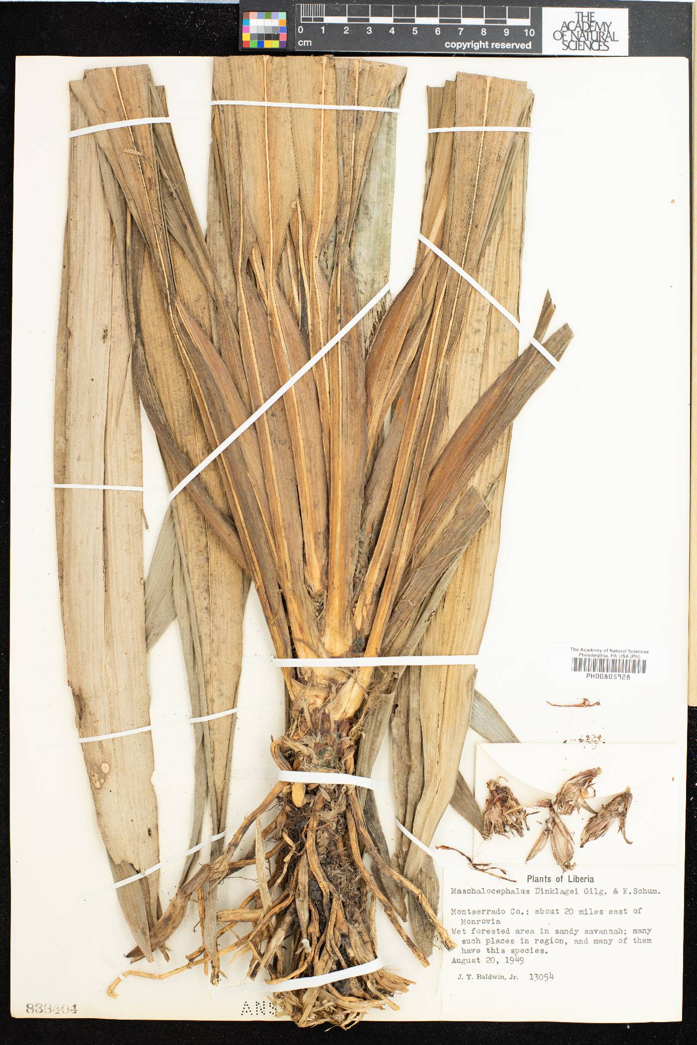 Maschalocephalus dinklagei image