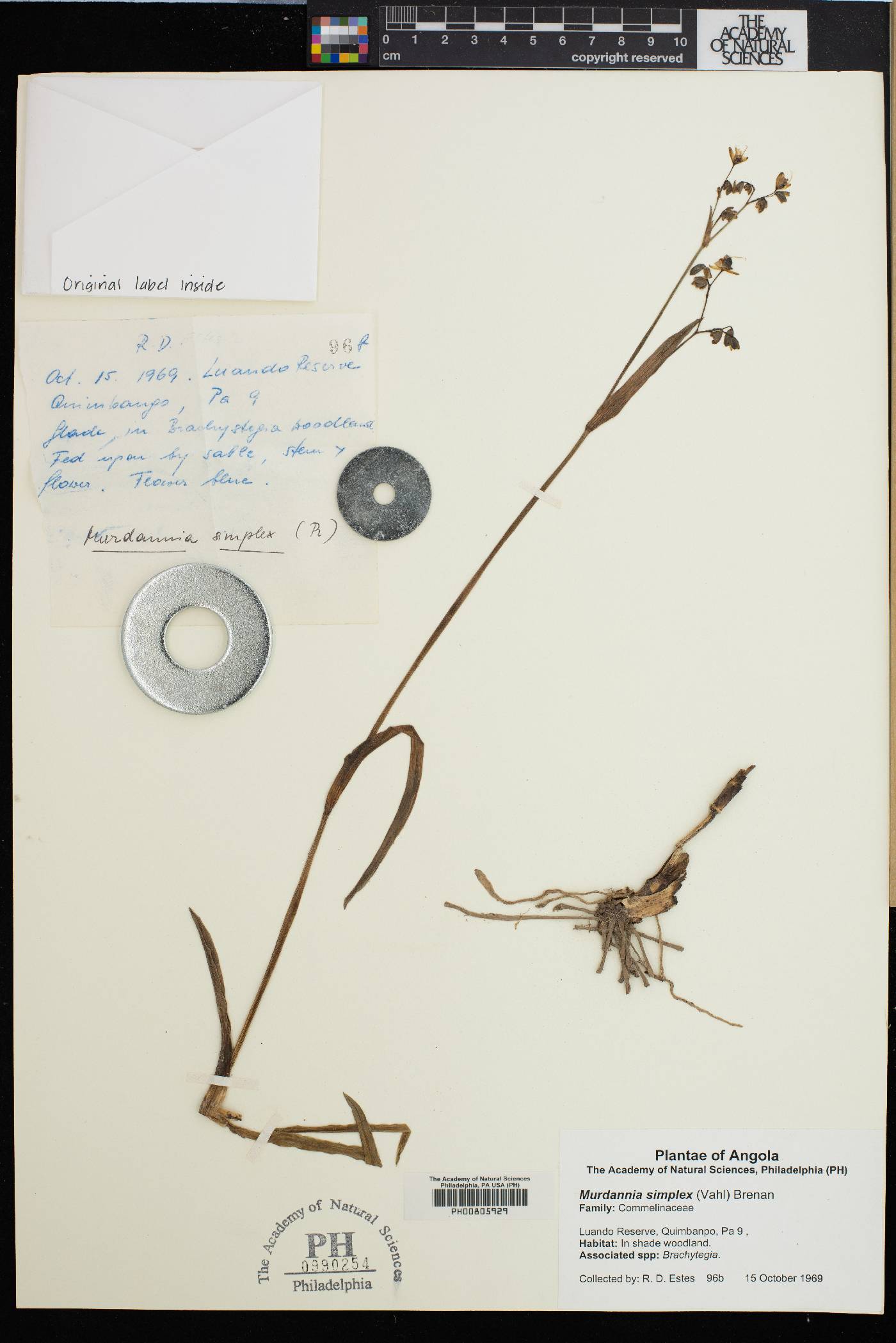 Murdannia simplex image