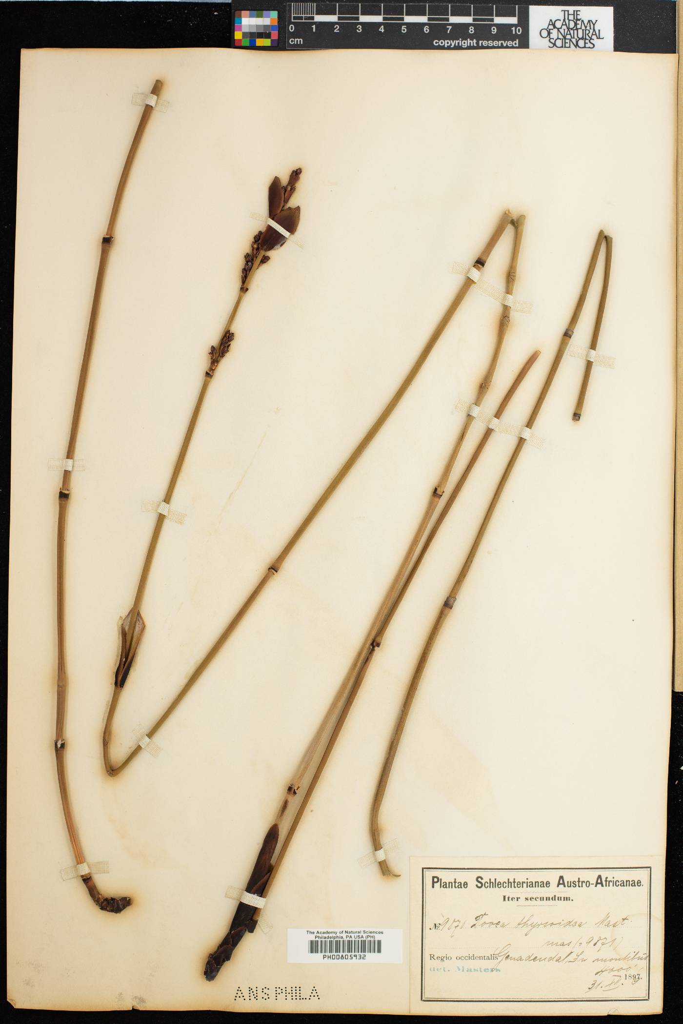 Elegia thyrsoidea image