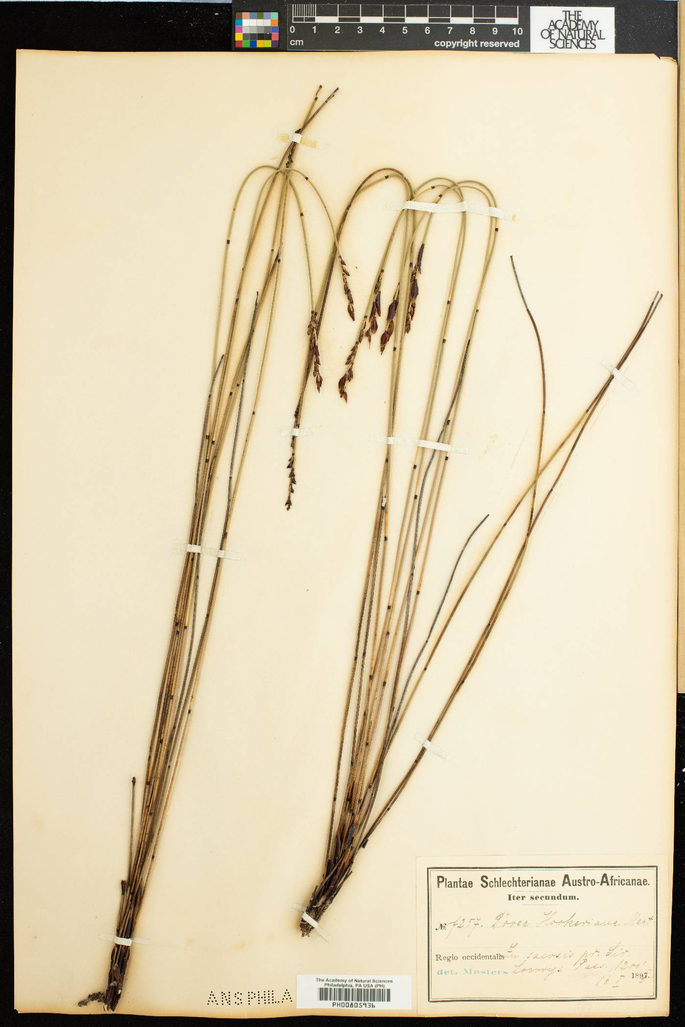 Elegia hookeriana image