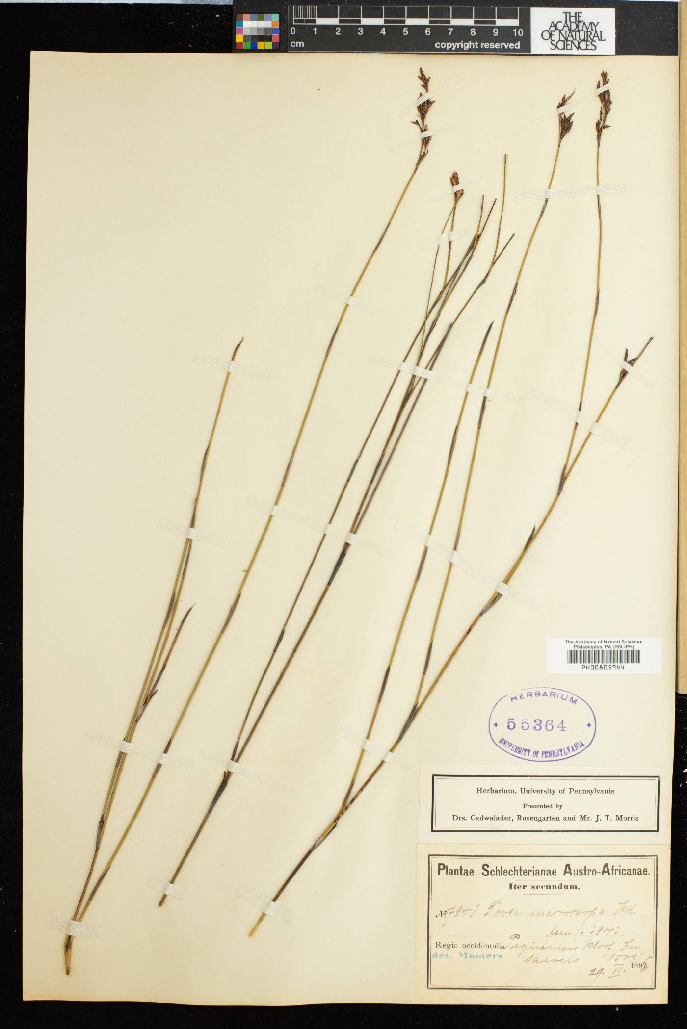 Elegia macrocarpa image