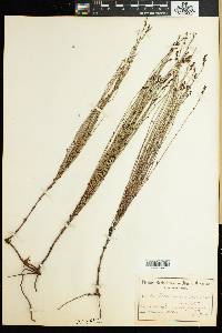 Image of Elegia microcarpa