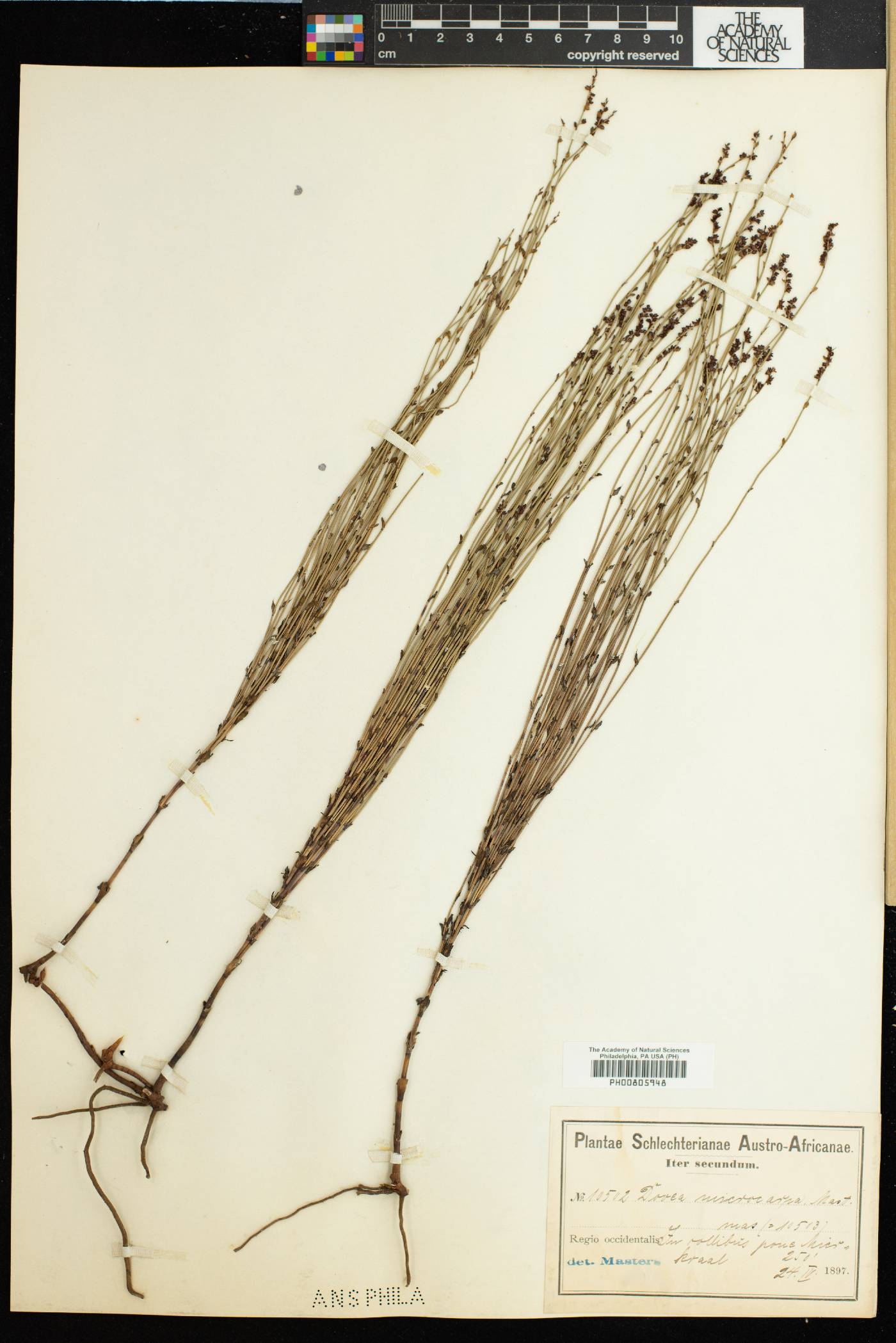 Elegia microcarpa image