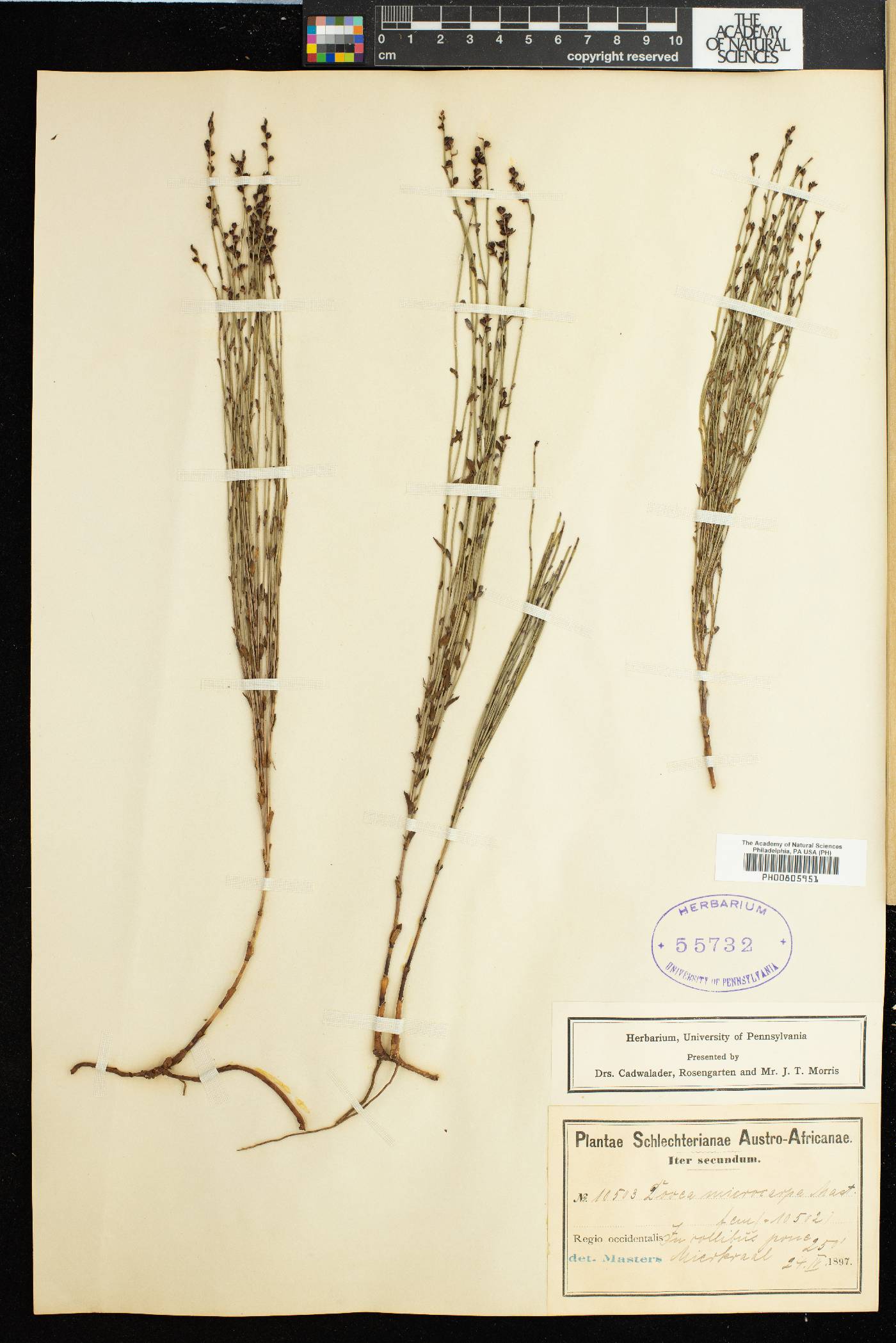 Elegia microcarpa image