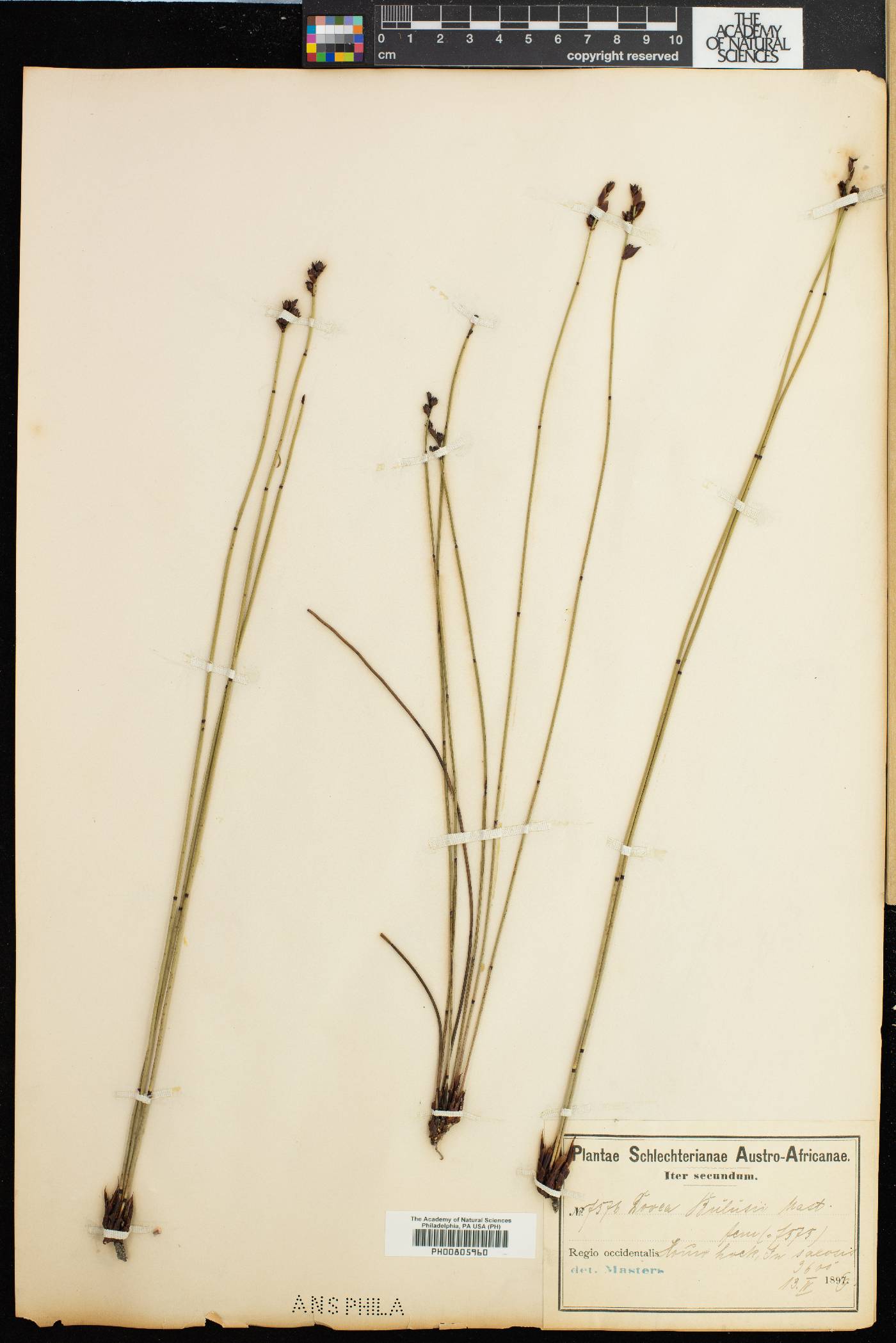 Elegia hookeriana image