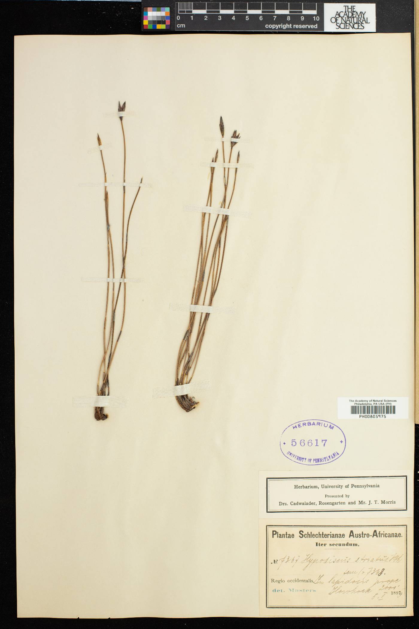 Hypodiscus striatus image