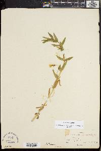 Gratiola officinalis image