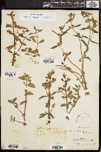 Gratiola virginiana image