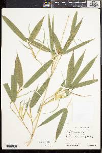 Phyllostachys aurea image