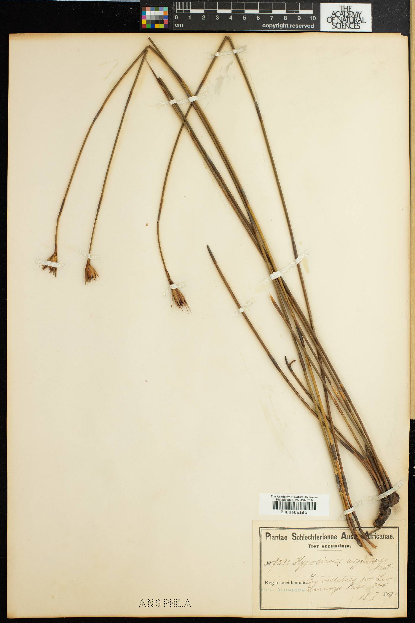 Hypodiscus argenteus image