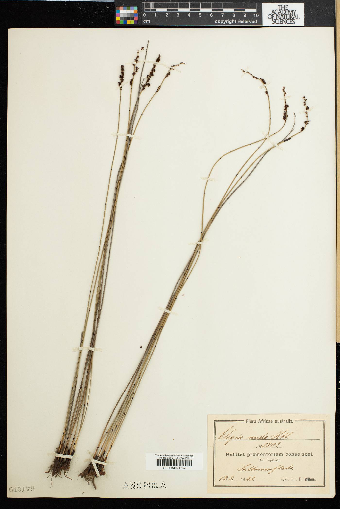 Elegia nuda image