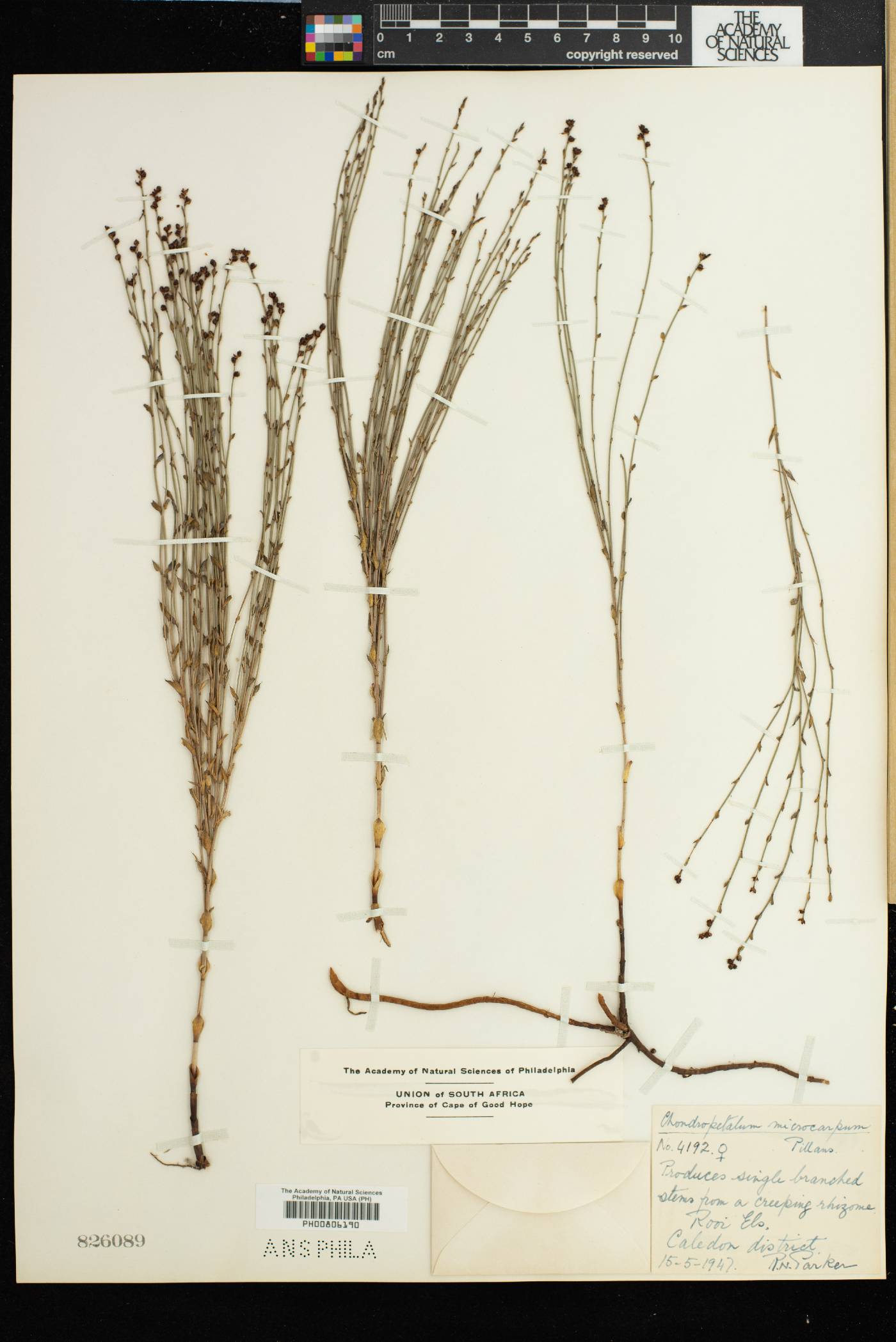 Chondropetalum microcarpum image