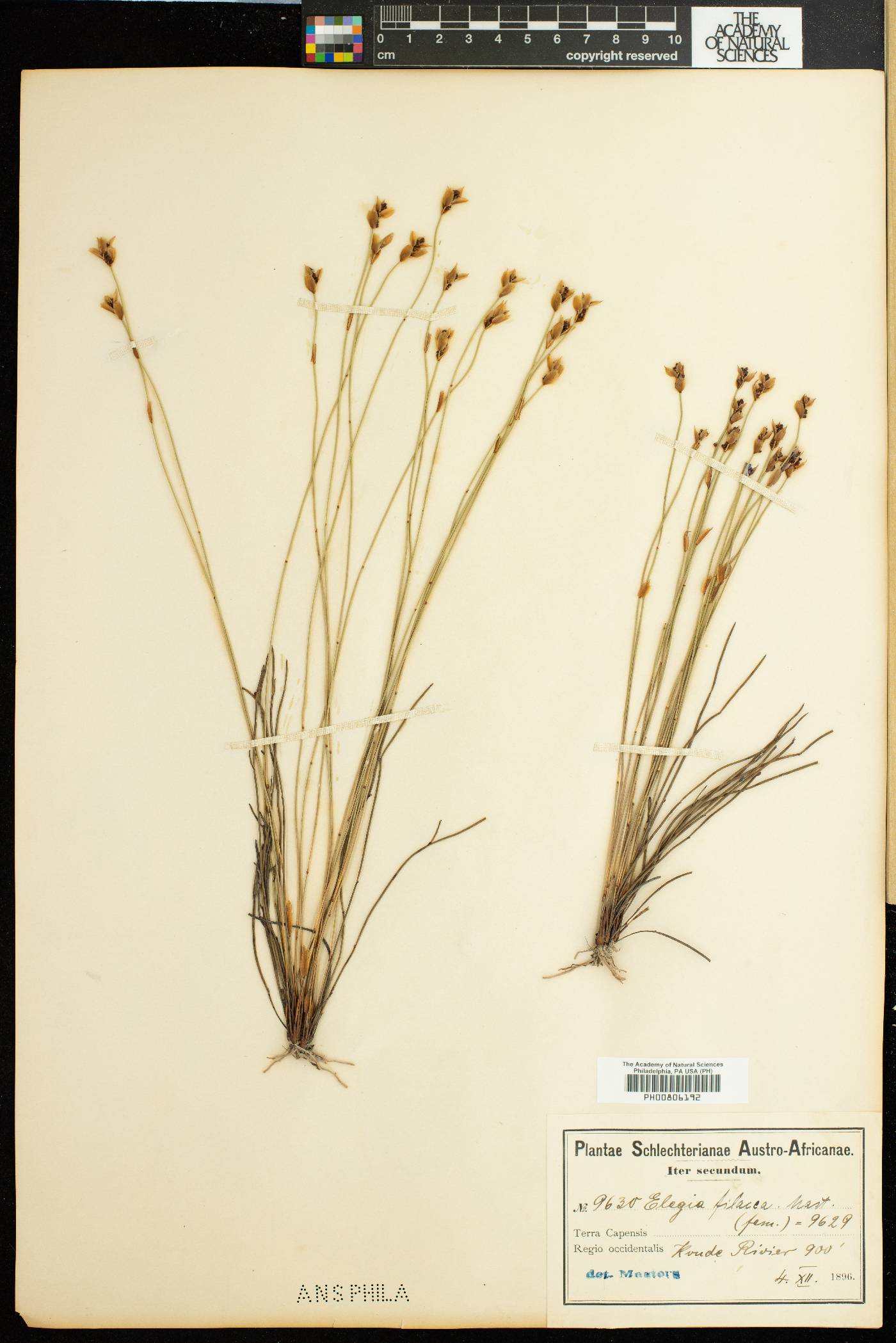 Elegia image