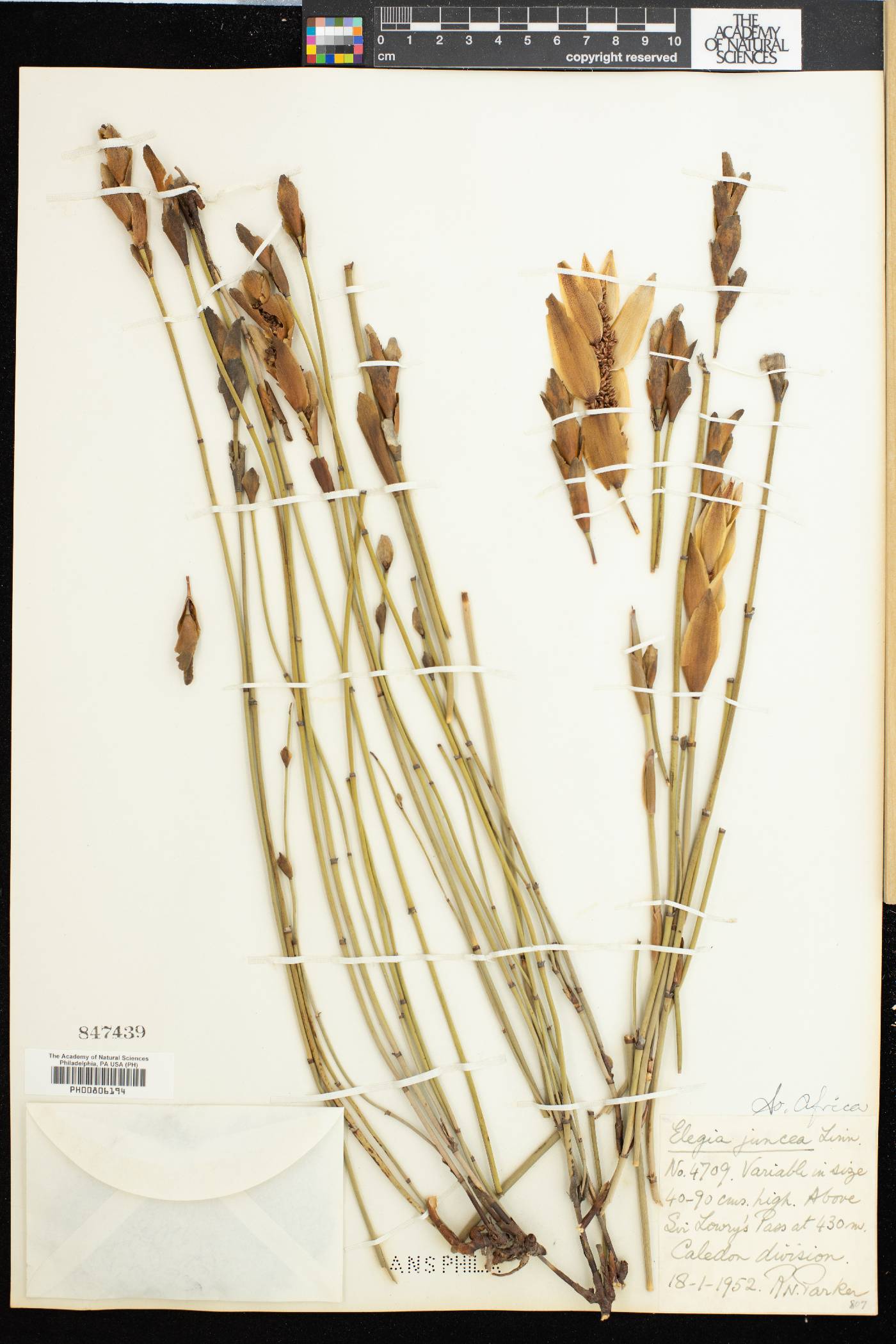 Elegia juncea image