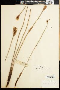 Elegia juncea image