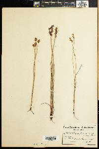 Elegia filacea image