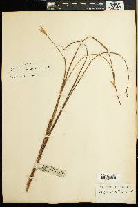 Image of Elegia asperiflora