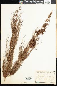 Elegia verticillaris image