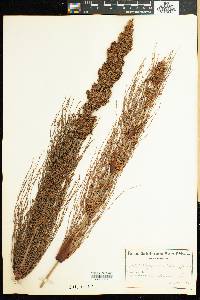 Elegia verticillaris image