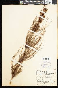 Elegia verticillaris image