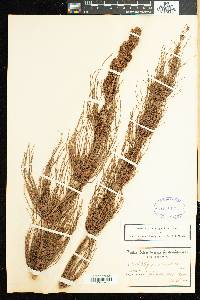 Elegia verticillaris image