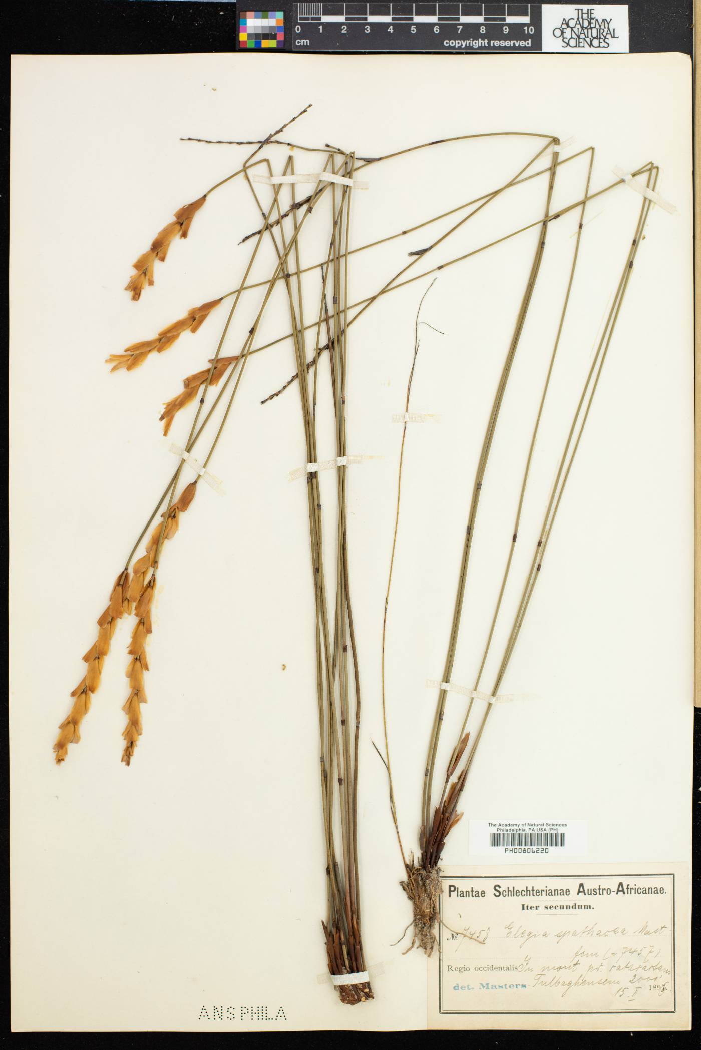 Elegia spathacea image