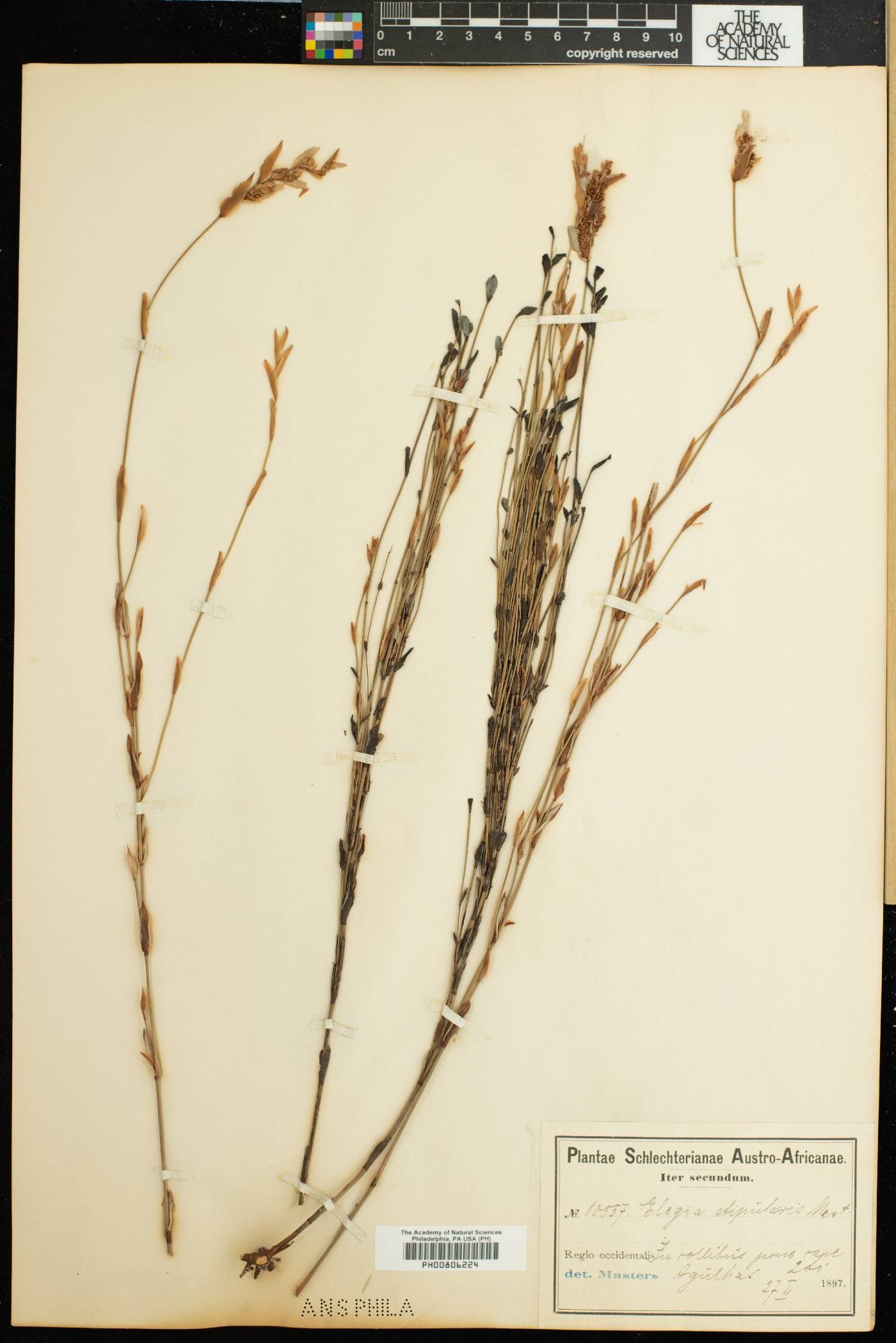 Elegia stipularis image