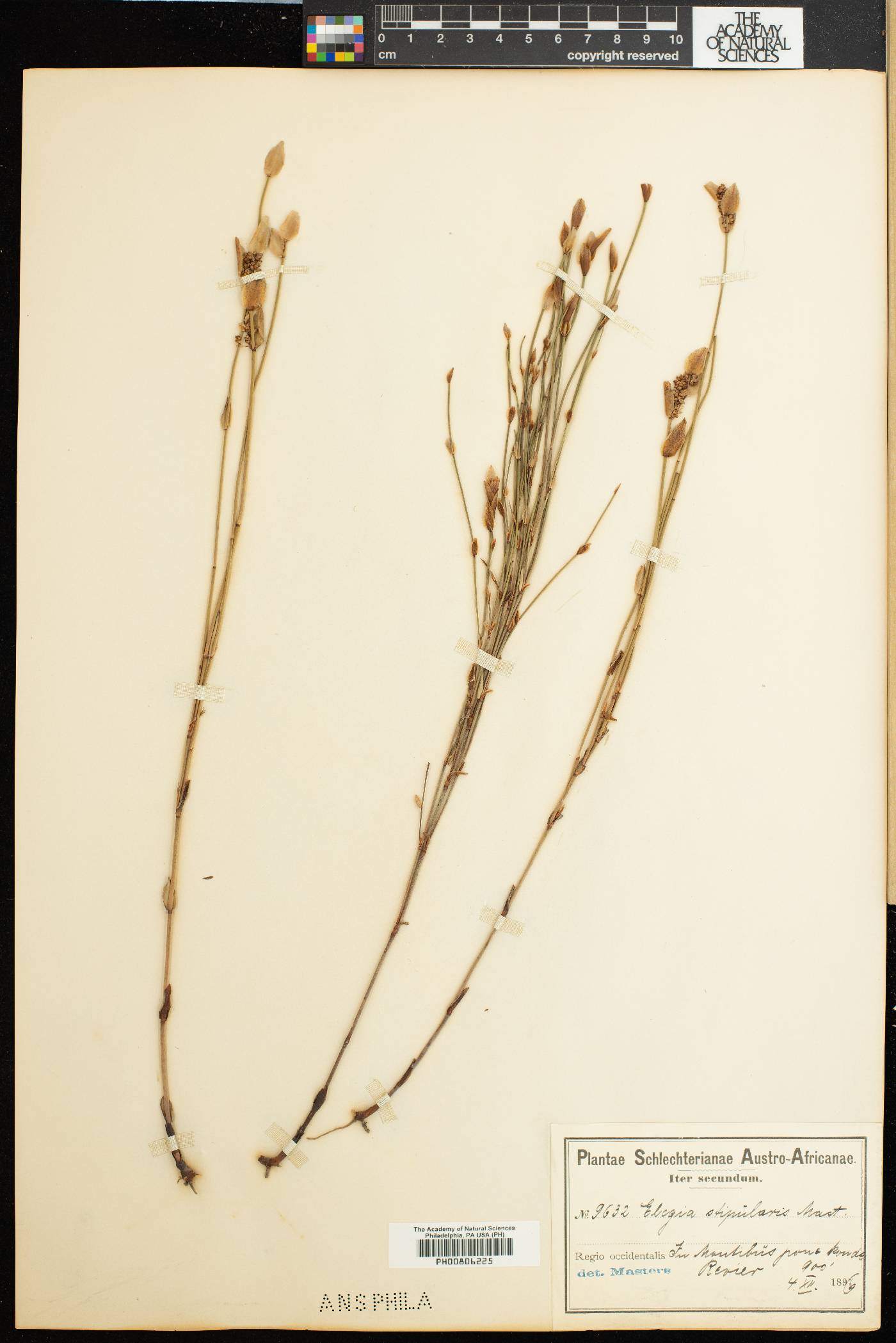 Elegia stipularis image