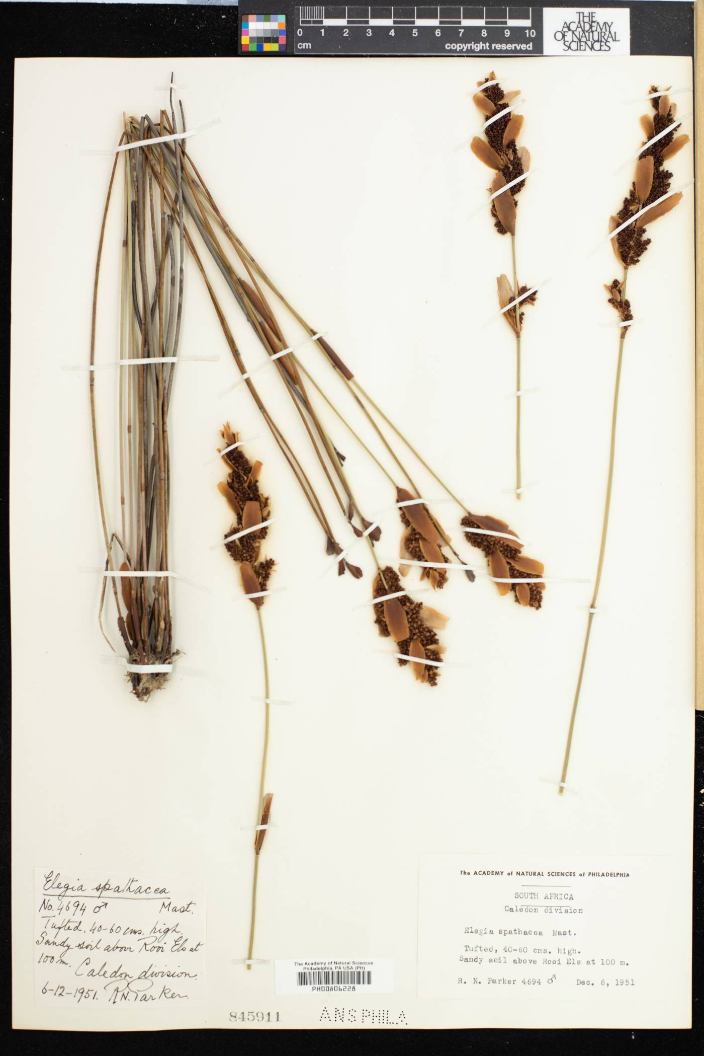 Elegia spathacea image