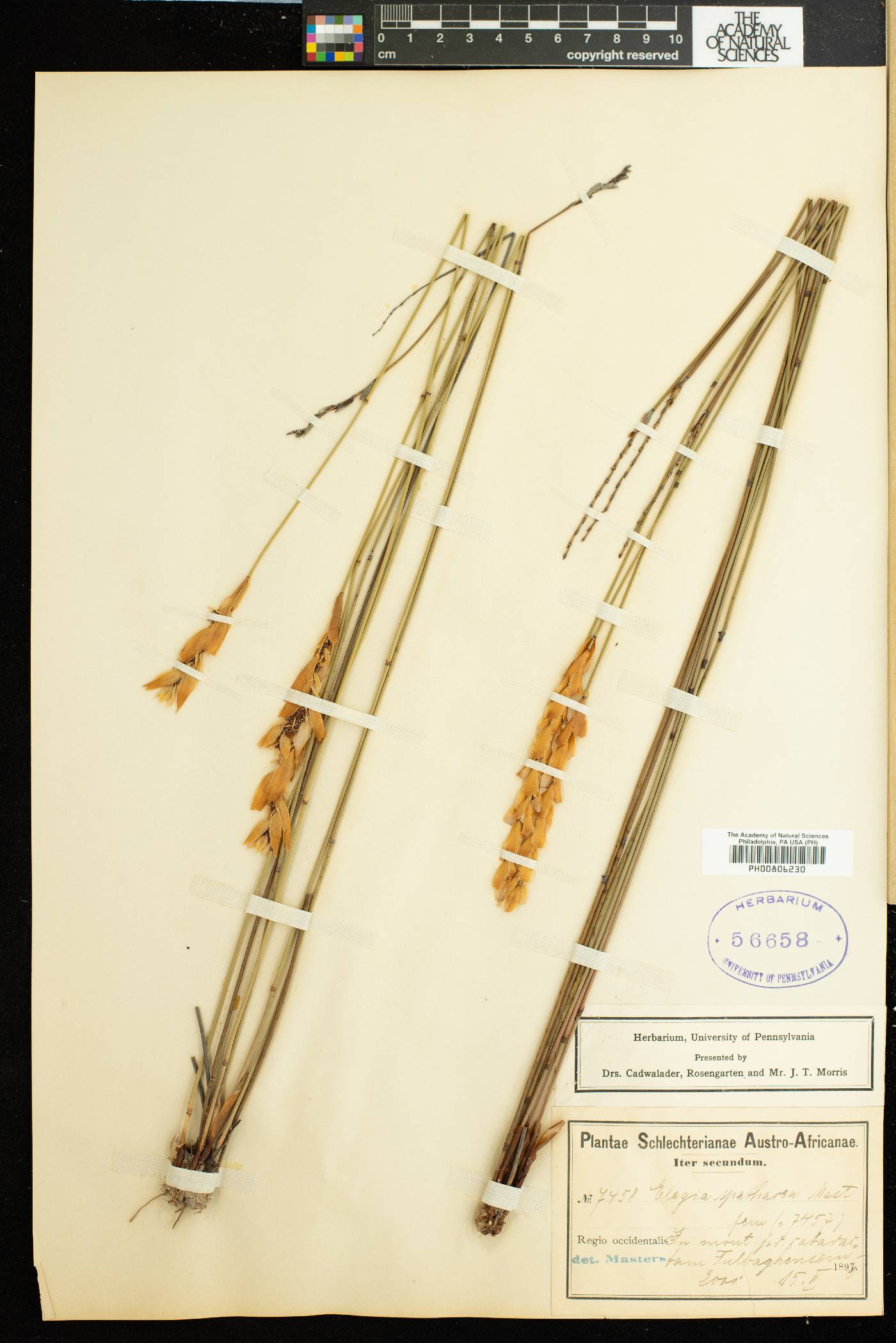 Elegia spathacea image