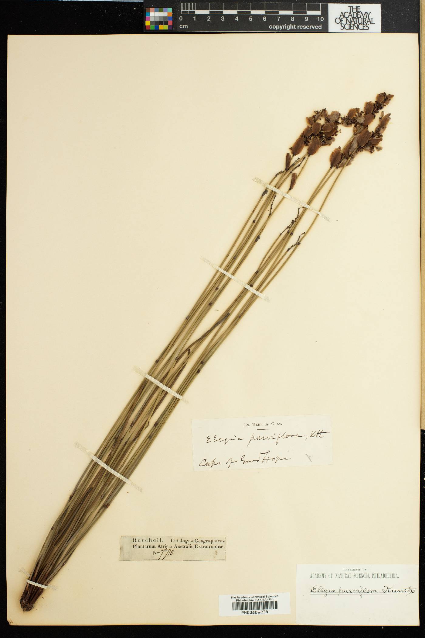 Elegia parviflora image