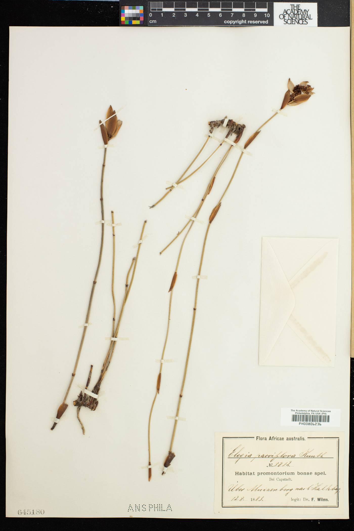 Elegia parviflora image