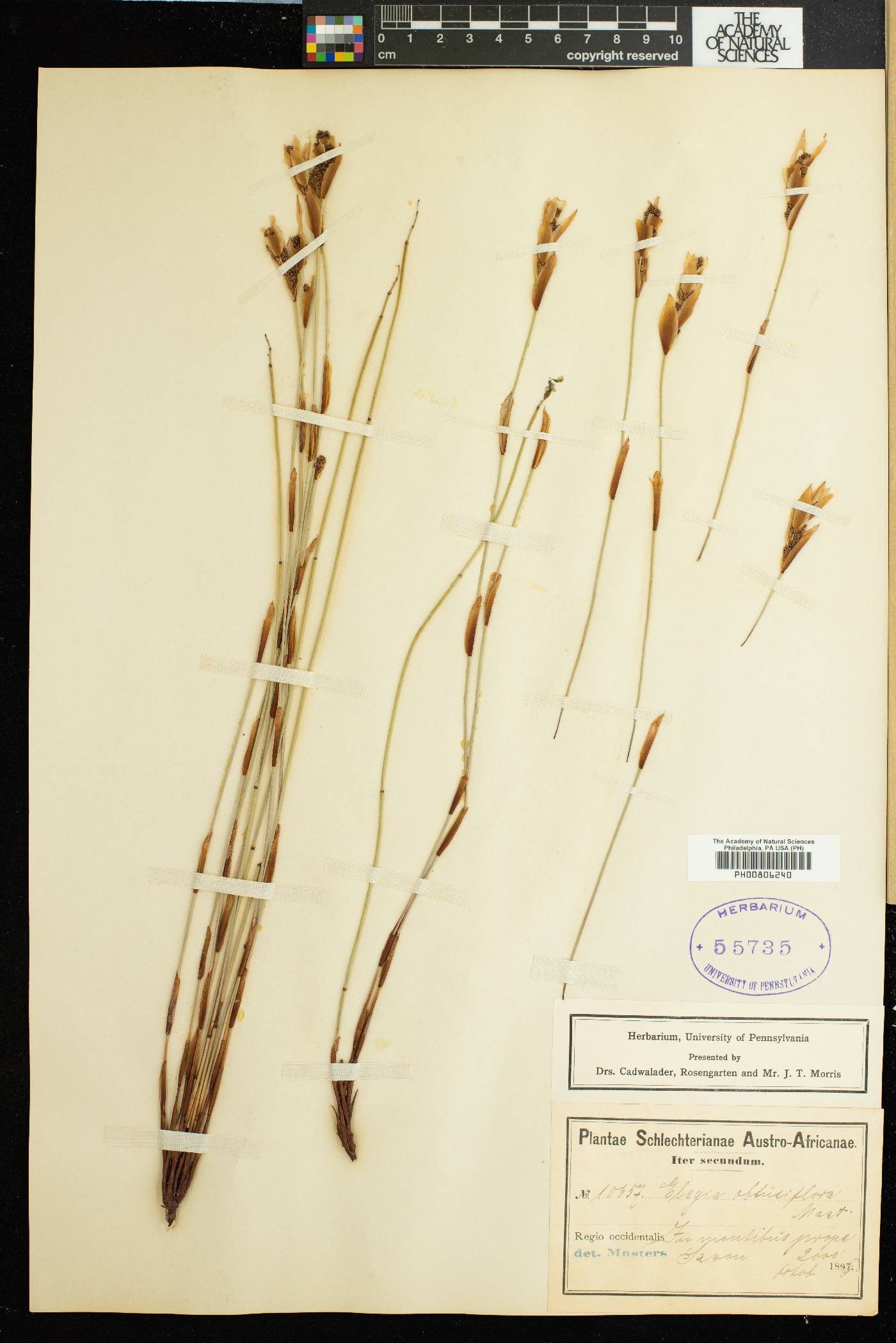 Elegia rigida image