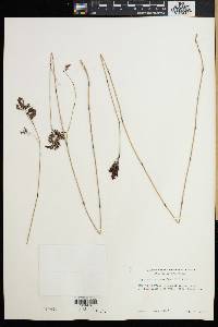 Leptocarpus tenax image