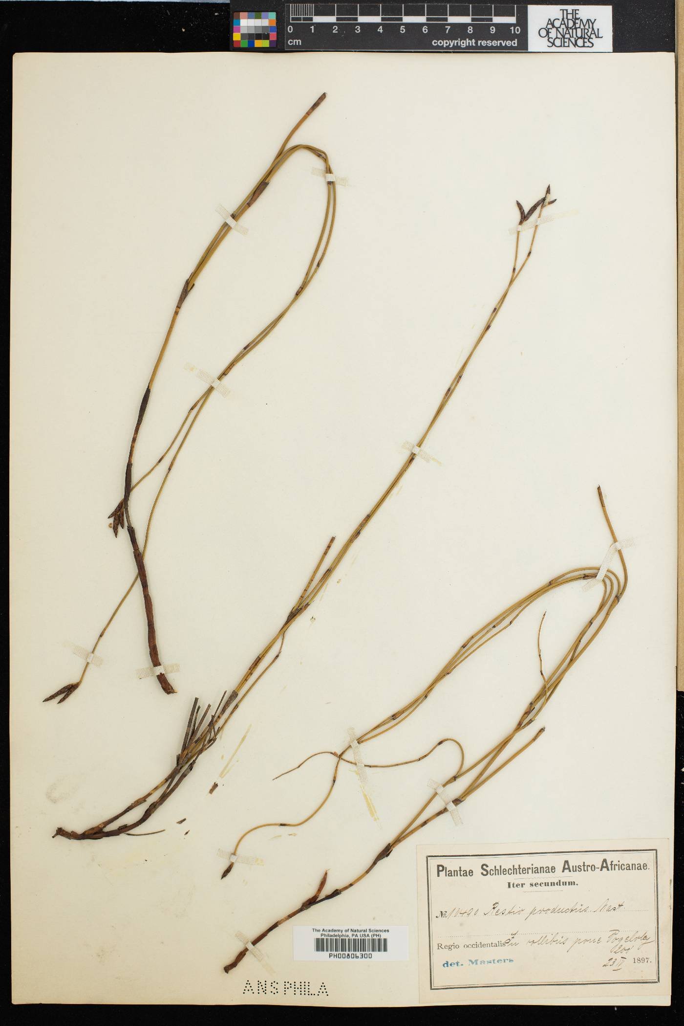 Restio helenae image