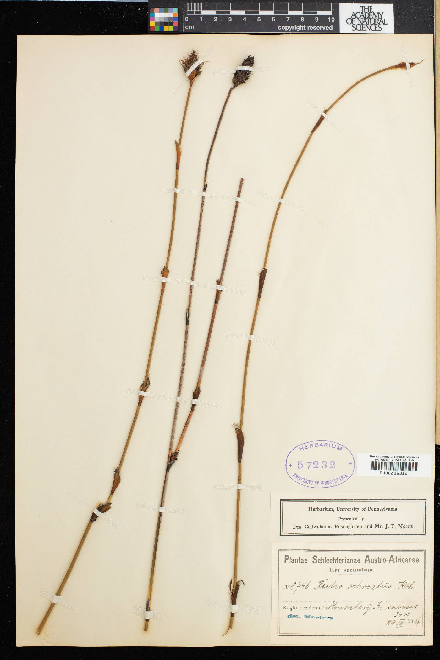 Restio ocreatus image