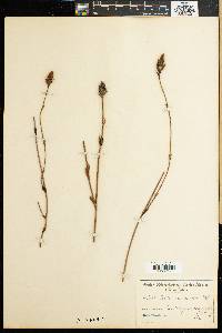 Restio ocreatus image