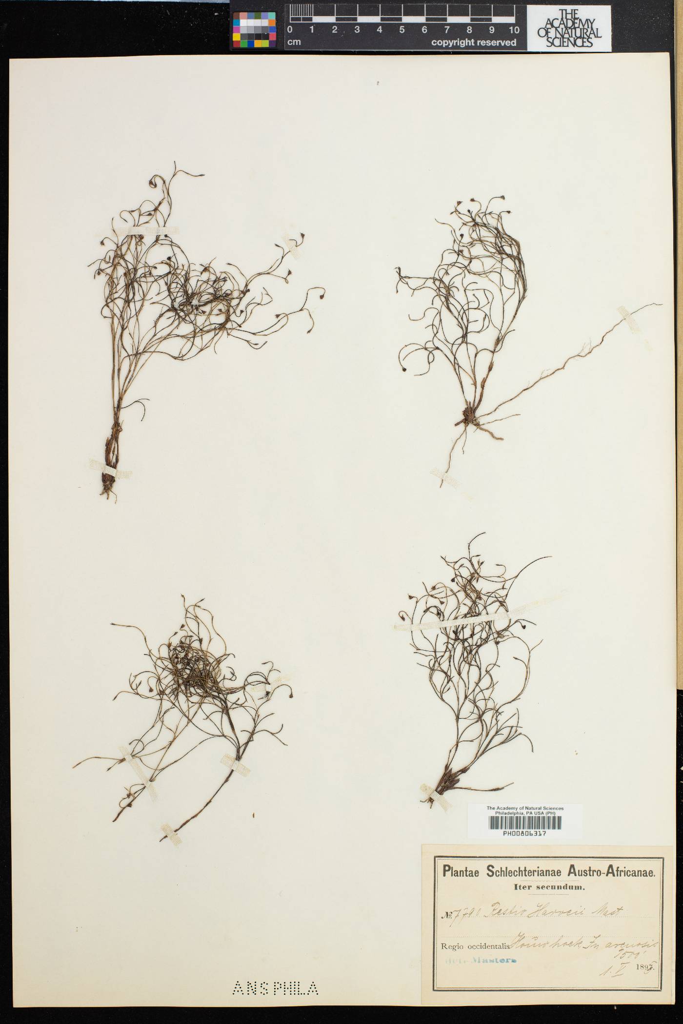 Restio harveyi image
