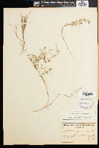 Anthochortus graminifolius image