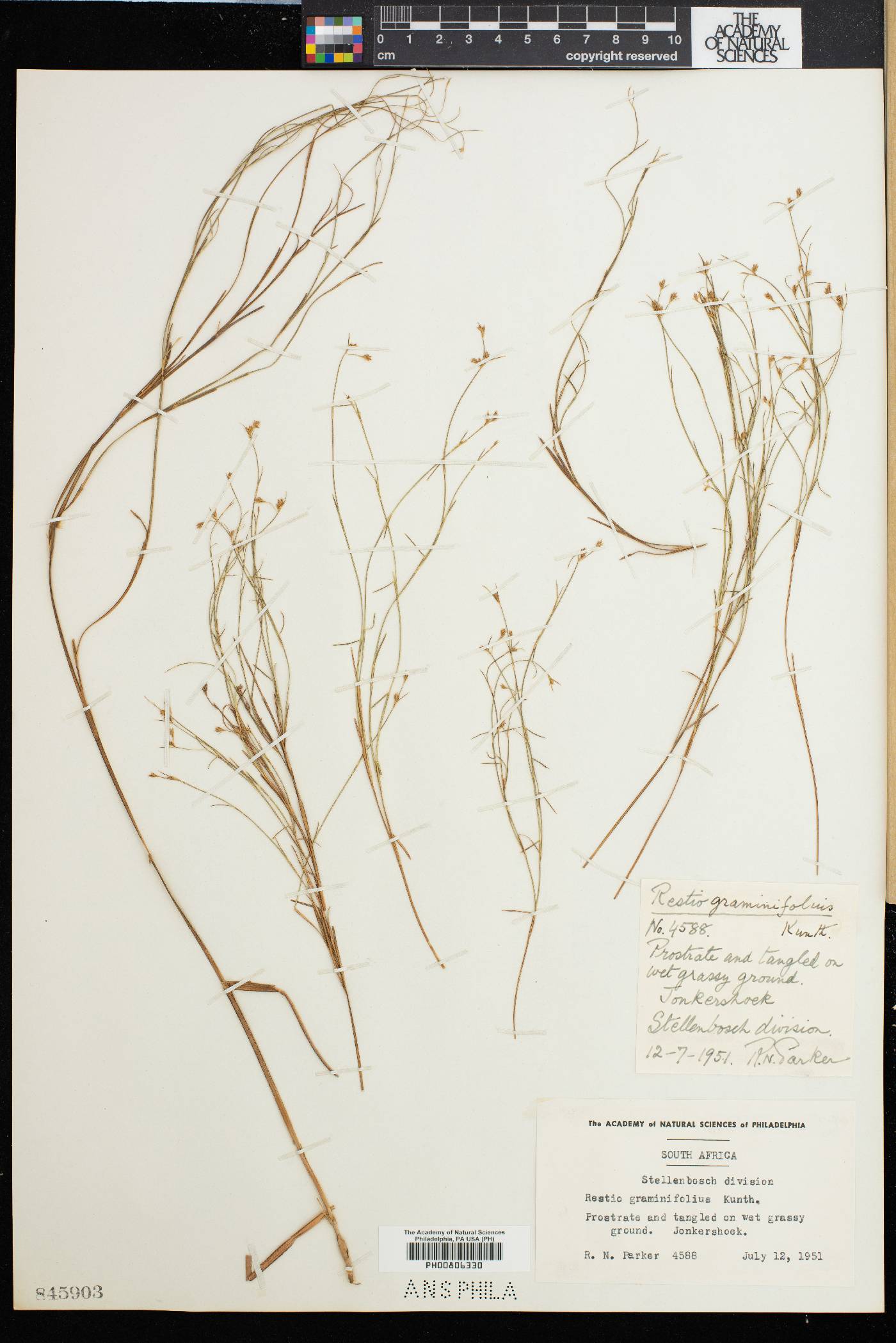 Anthochortus graminifolius image