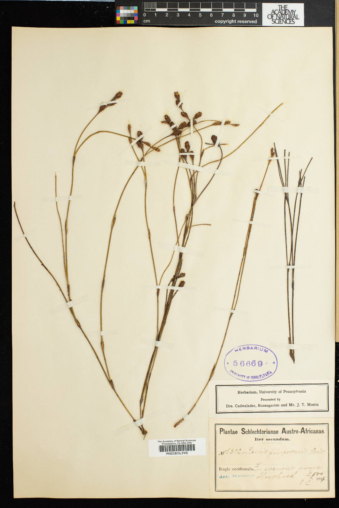 Restio filiformis image