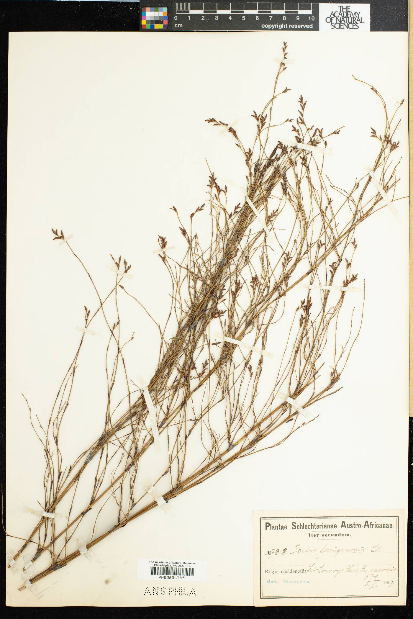 Restio ferruginosus image