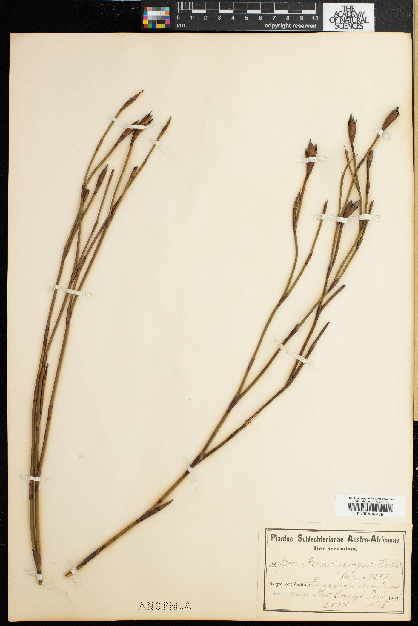 Restio egregius image
