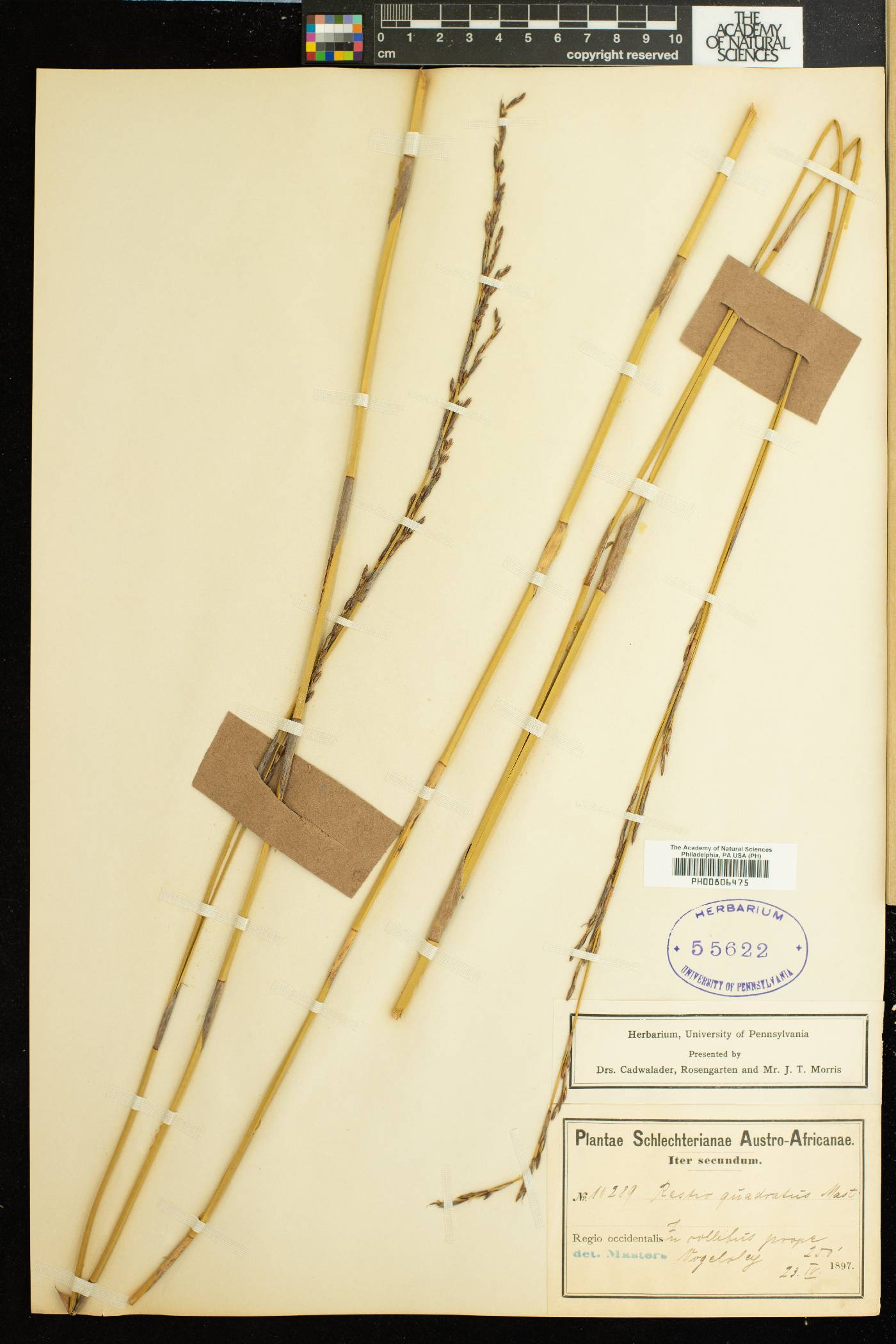 Restio quadratus image
