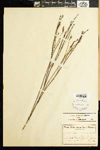 Restio triticeus image