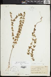 Sophronanthe pilosa image