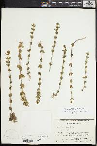 Sophronanthe pilosa image