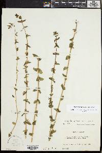 Sophronanthe pilosa image