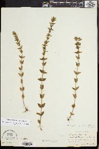 Sophronanthe pilosa image