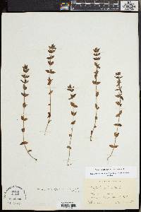 Sophronanthe pilosa image